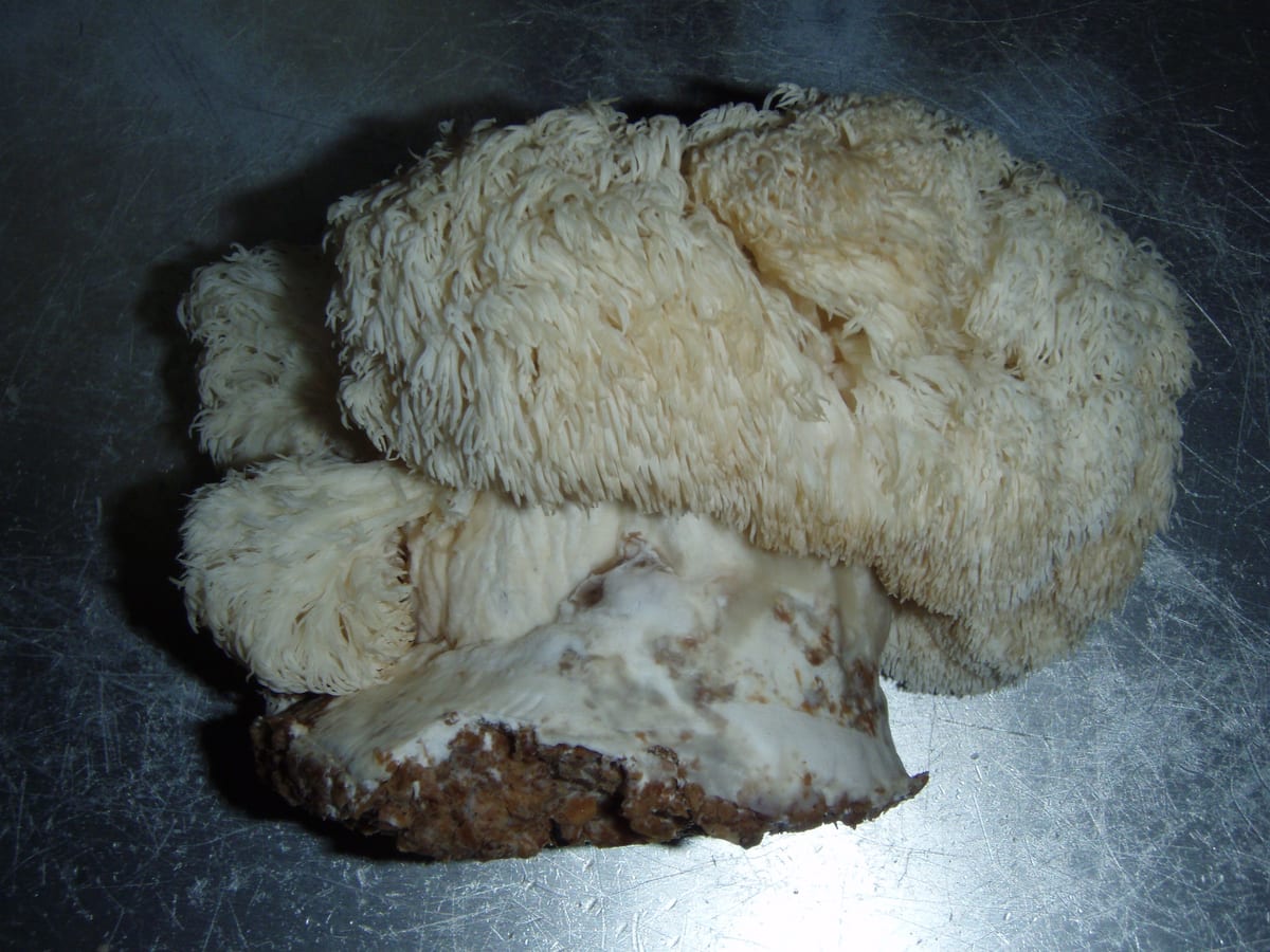 Lions Mane "krabbekage"