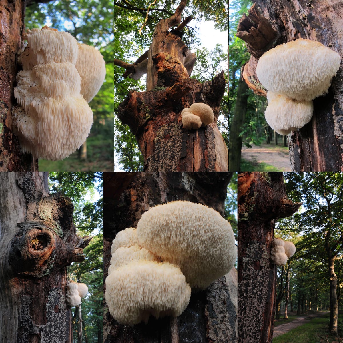 Lions Mane "bøf" med svampesauce